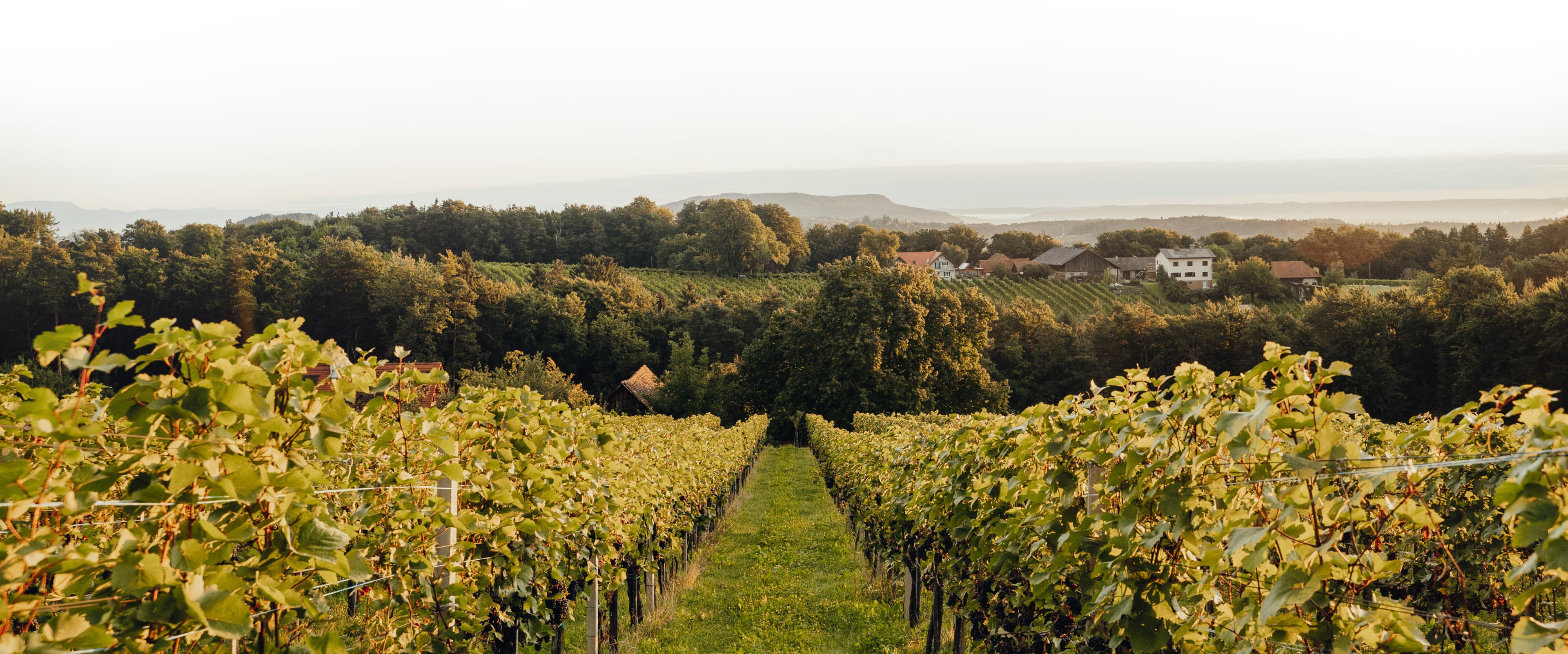 Weingut Pichler-Schober in der Südsteiermark