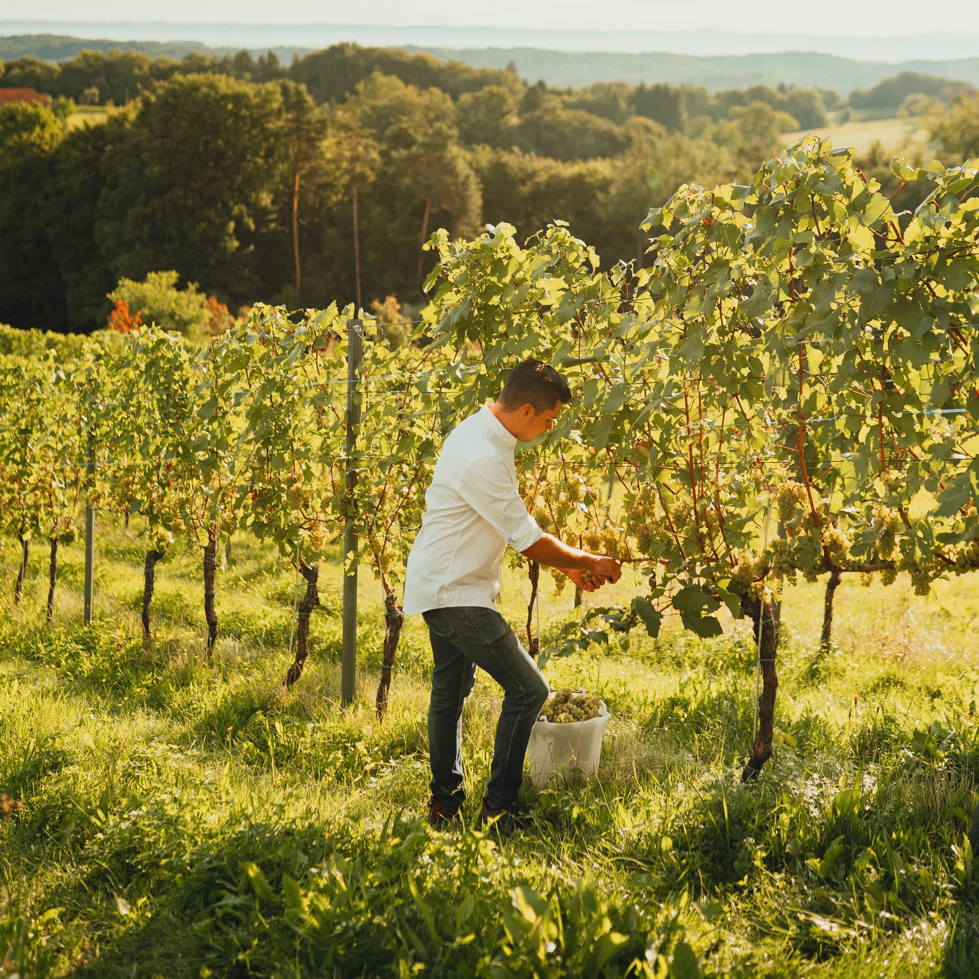 Mit 1. September hat die Weinlese in Mitteregg gestartet