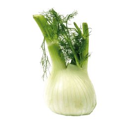 Fenchel