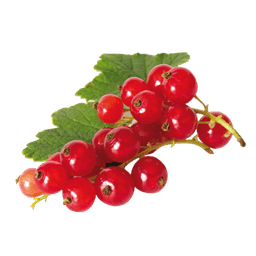 Rote Johannisbeere