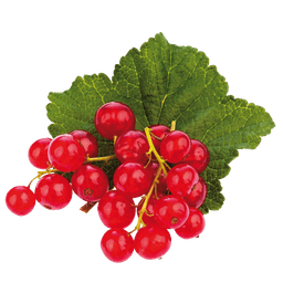 Rote Ribisel