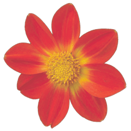 Rote Blüte