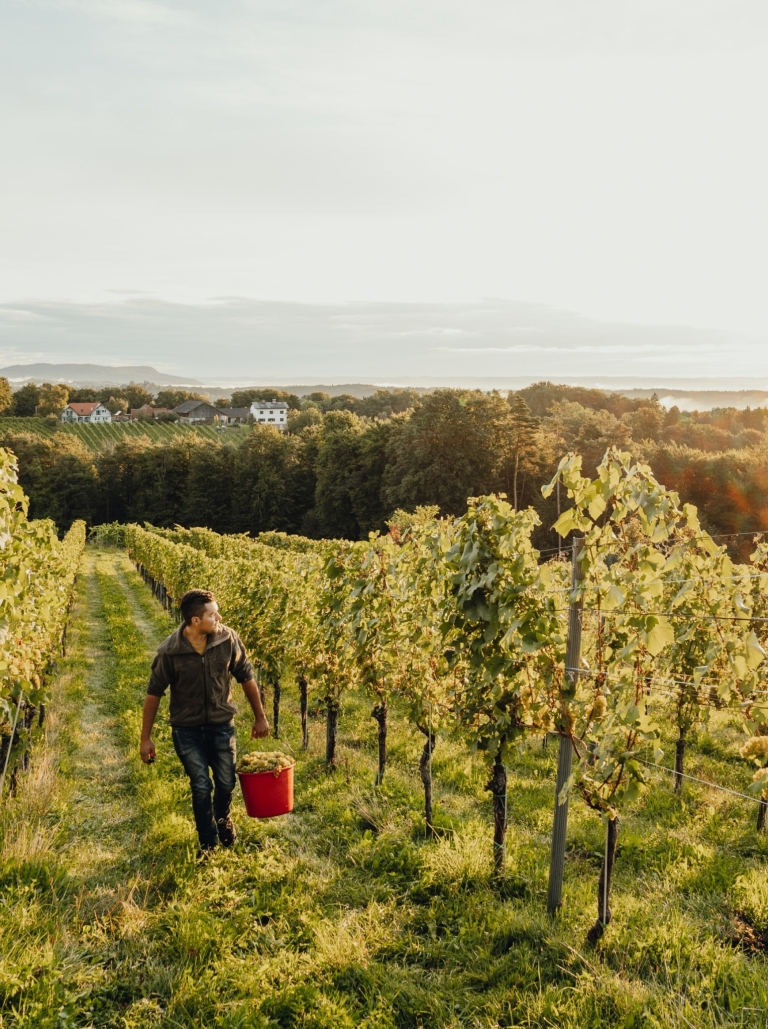 Wein erleben bei Pichler-Schober